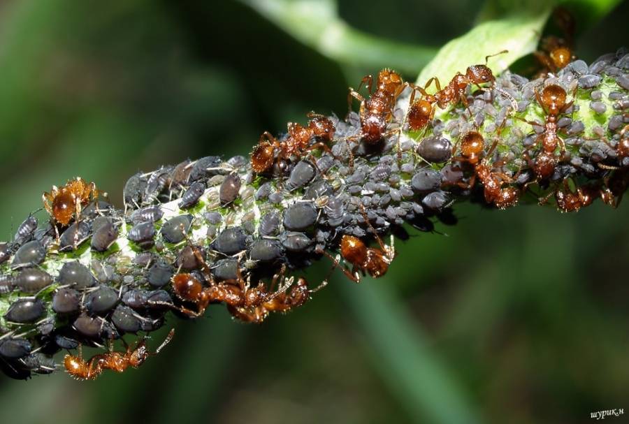 Тип взаимоотношений муравьёв и тли