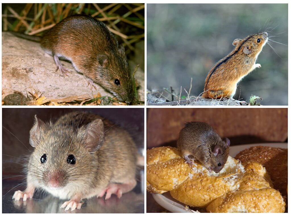 Мышь полевка или полевая мышь, чем отличается от городской, что ест