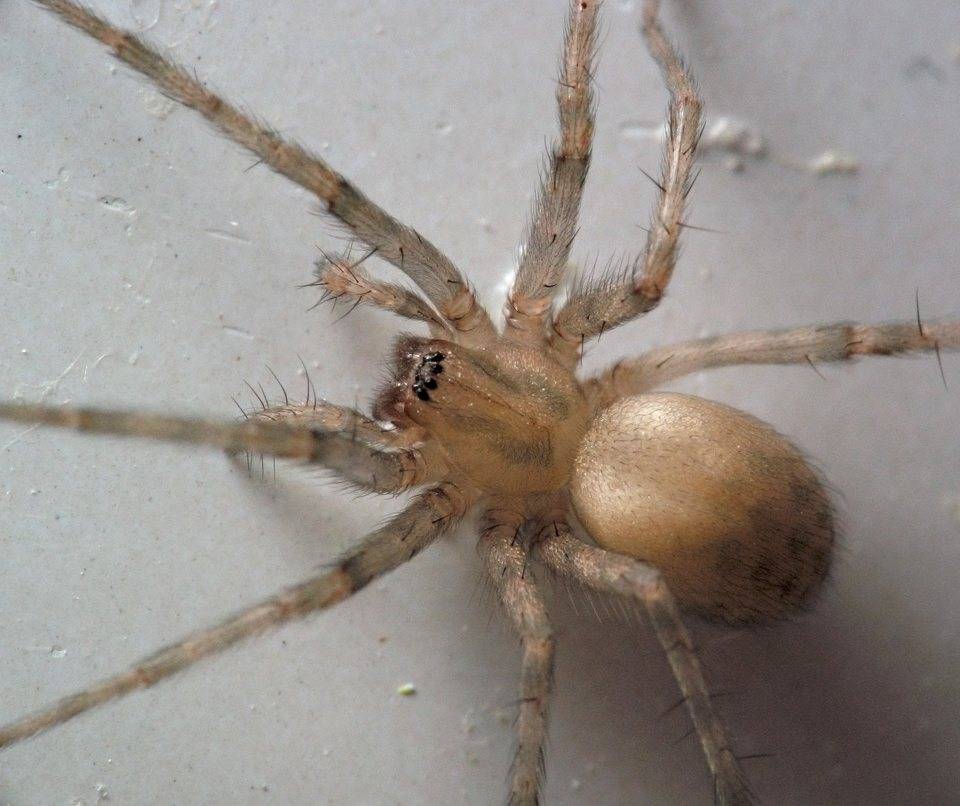 Виды домашних пауков, описание
