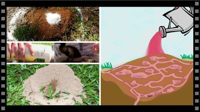 Как избавиться от муравьёв: эффективные способы избавления навсегда | народные знания от кравченко анатолия