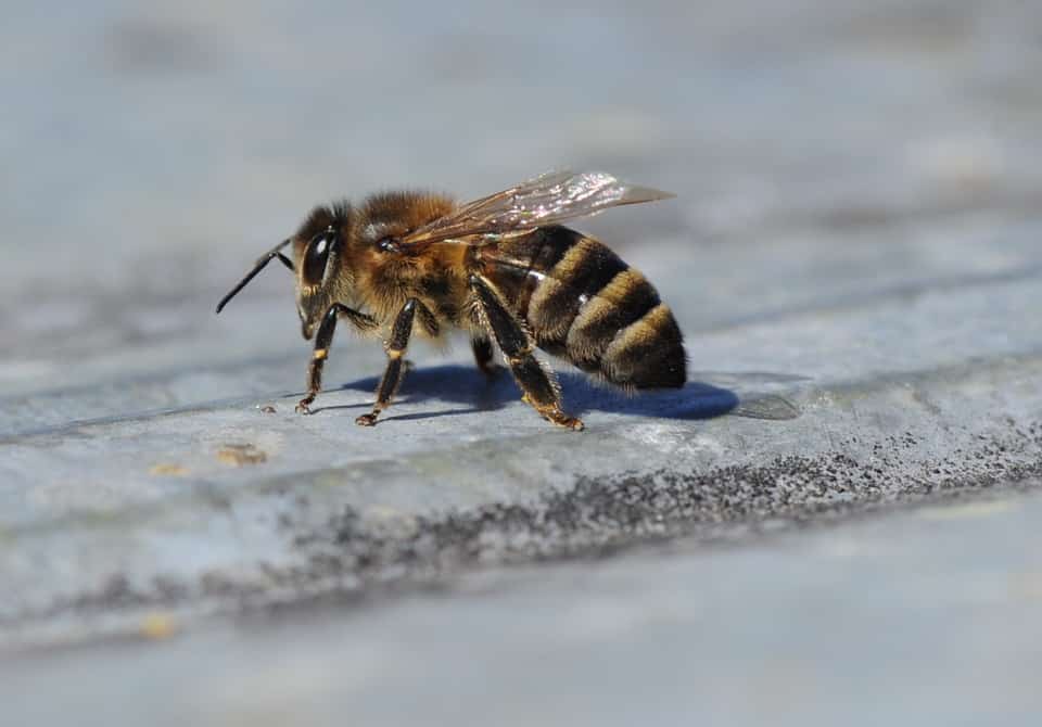 Породы пчел и их особенности