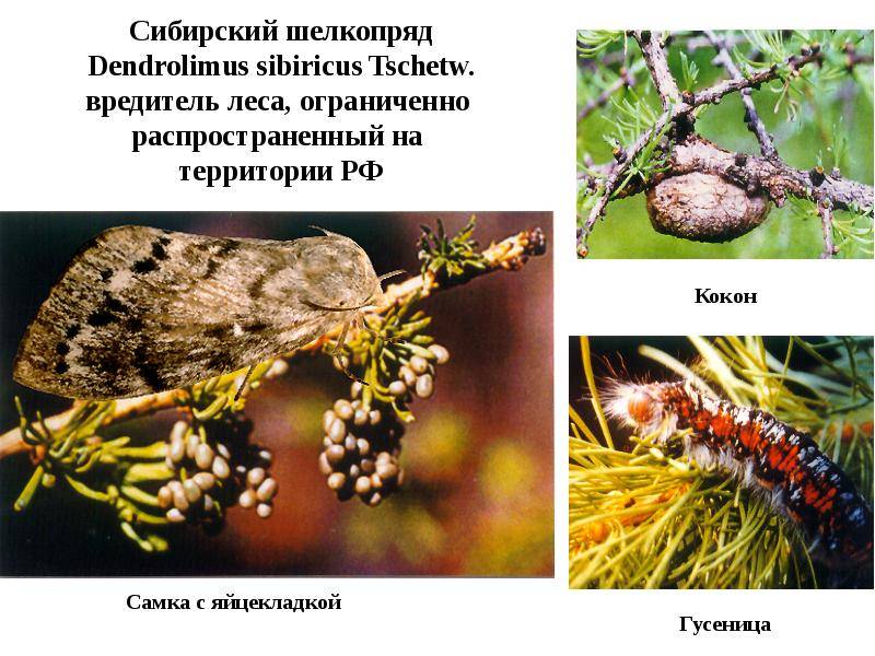 Боярышница: бабочка-вредитель, фото и описание selo.guru — интернет портал о сельском хозяйстве