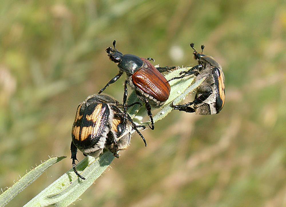 Хлебный жук кузька – вредитель злаковых полей