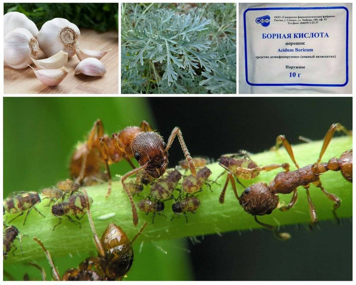 Как избавиться от муравьев на дачном участке, в теплице, в саду и огороде народными и химическими средствами + отзывы