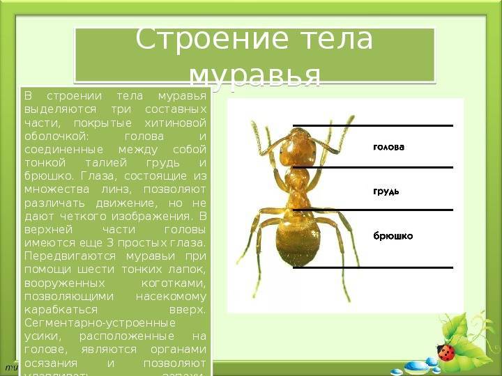 Как размножаются и развиваются муравьи: продолжительность жизни и особенности строения самца и самки муравья русский фермер