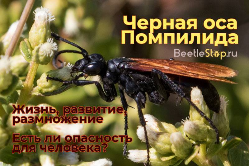 Черные осы: образ жизни и характер 4 насекомых различных оттенков