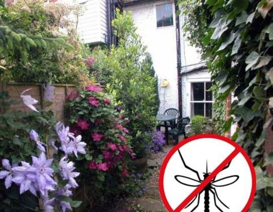 Как избавиться от мух в доме, не используя химию: помогут 6 растений