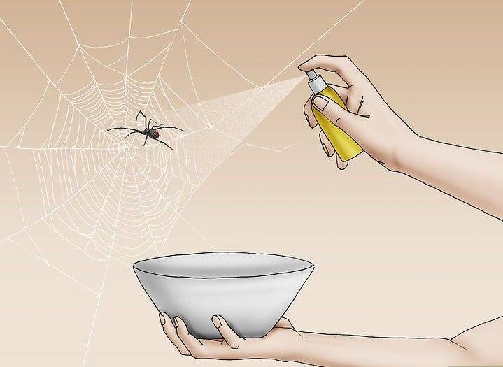 Как избавиться от пауков: в частном доме и квартире, народными и химическими средствами