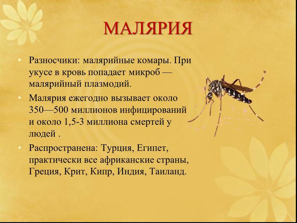 Малярийный комар: фото, чем опасен, где обитает