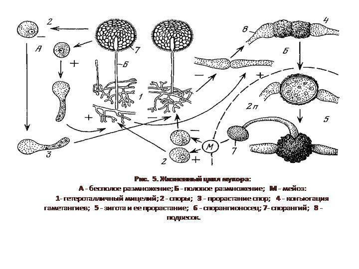 Плесневые грибы: строение, размножение, представители | 5 класс
