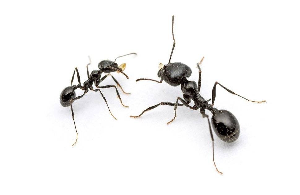 Исследование степной муравей-жнец как пример для изучения общественных насекомых — letopisi.ru