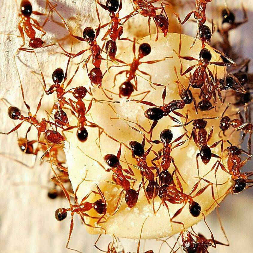 Как бороться с красными муравьями