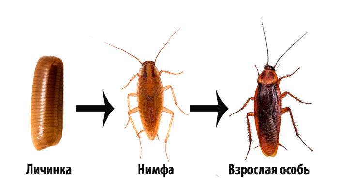 Домашние тараканы: как выглядят, размножаются и растут, переносимые болезни, вред и польза для человека + фото и видео