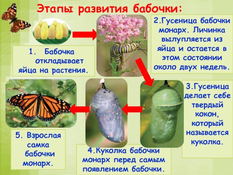 Гусеница - это насекомое или нет, фото, описание и характеристика