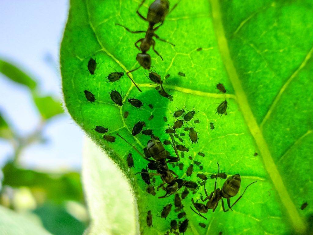 Как бороться с муравьями на груше: чем обработать деревья от вредителей