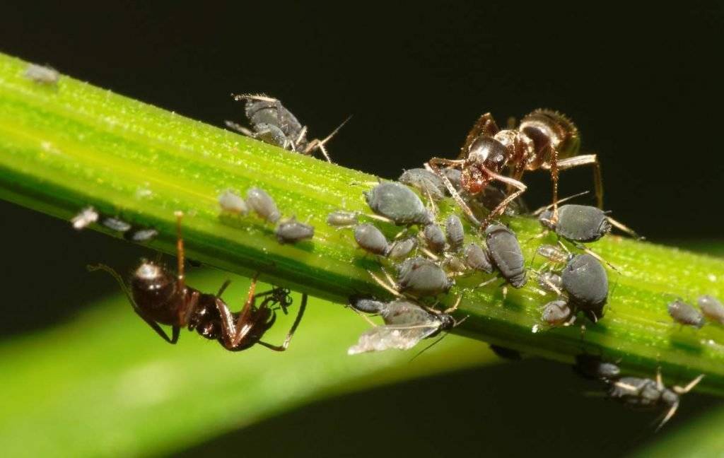 Тля и муравьи: симбиоз
тля и муравьи: симбиоз