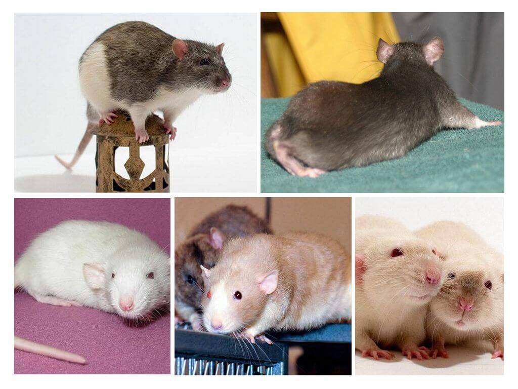 Серые крысы - фото и описание