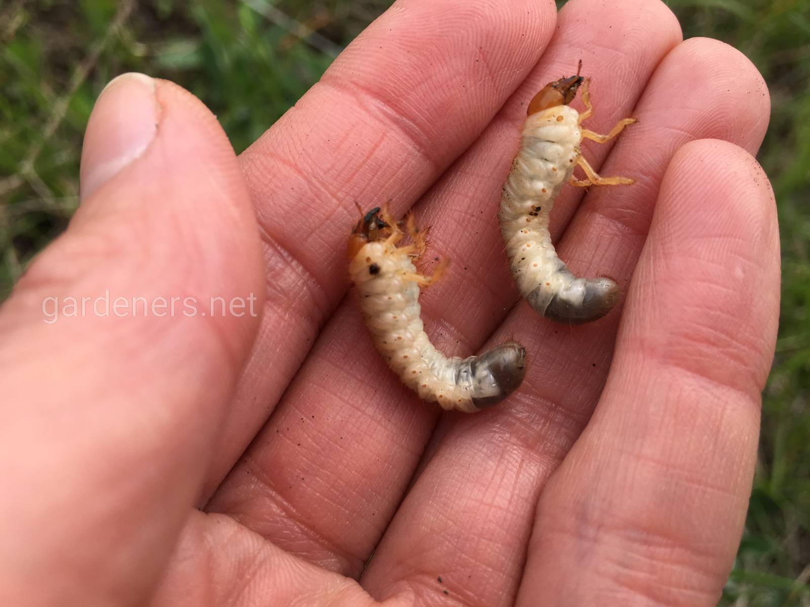 Как выглядит и чем питается личинка майского жука?