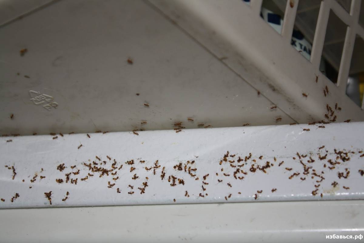 Причины появления муравьев в домах и квартирах