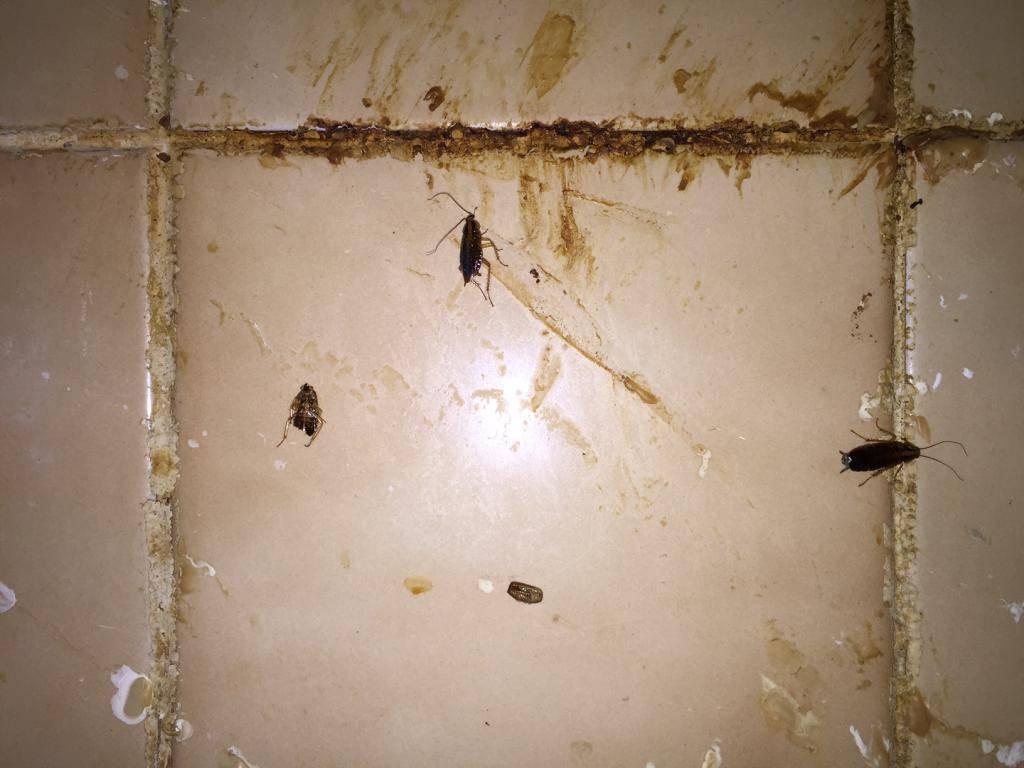 Что делать, если в квартире завелись тараканы - вместе