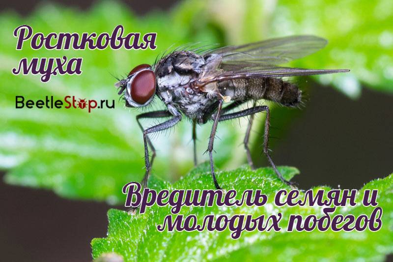 Ростковая муха – как бороться с пожирателем семян и всходов