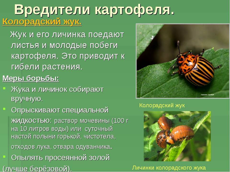 Колорадский жук: как избавиться от вредителя