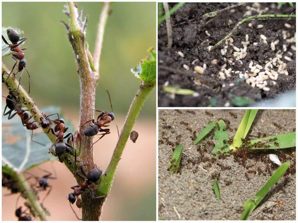 Самые эффективные методы борьбы с муравьями на садовом участке