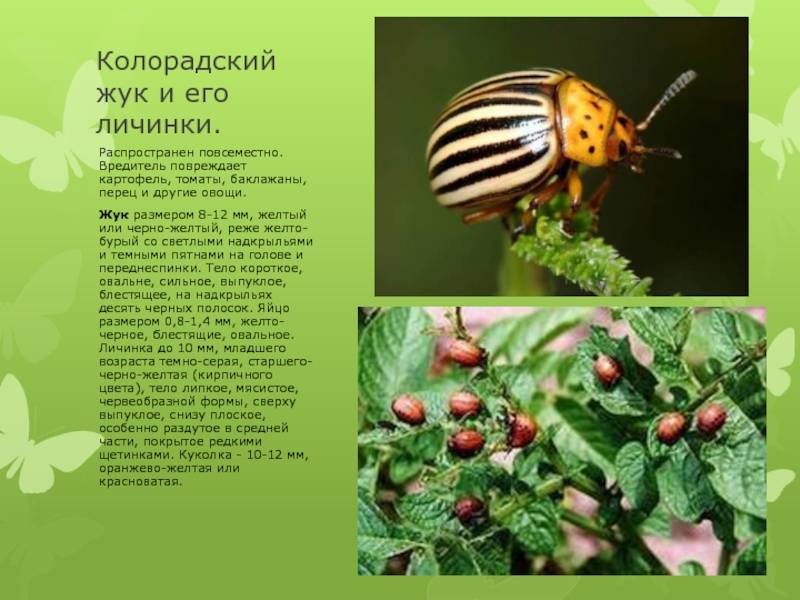 Инсектицид табу от колорадского жука: инструкция по применению