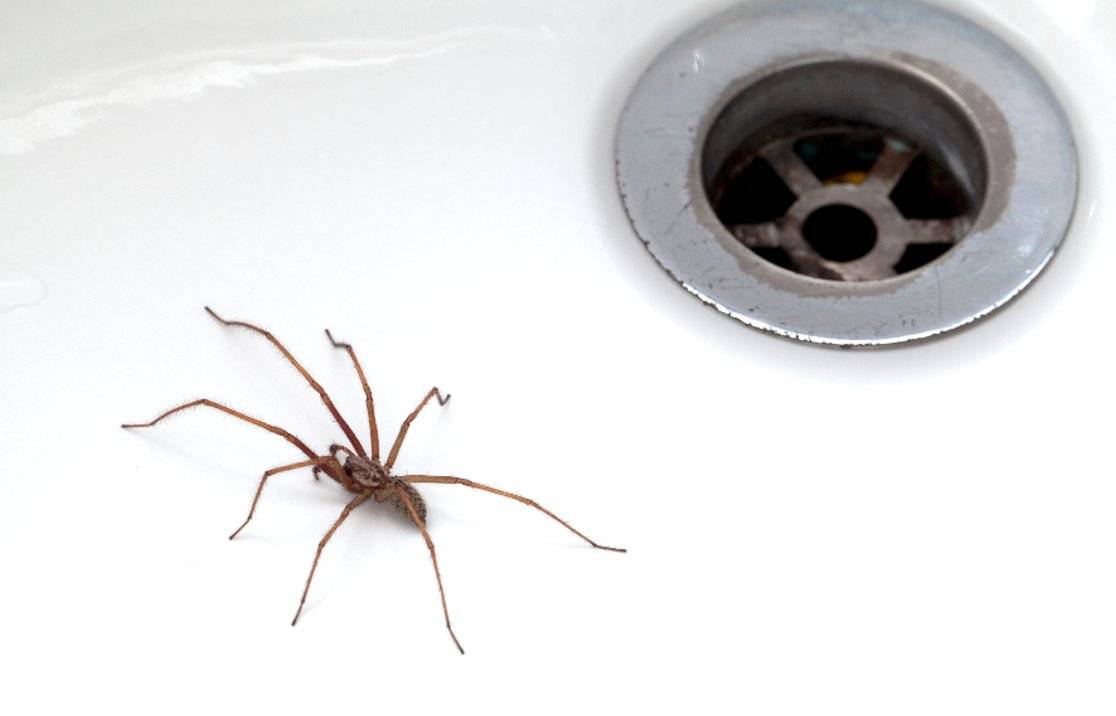 Как избавиться от пауков в доме: популярные способы