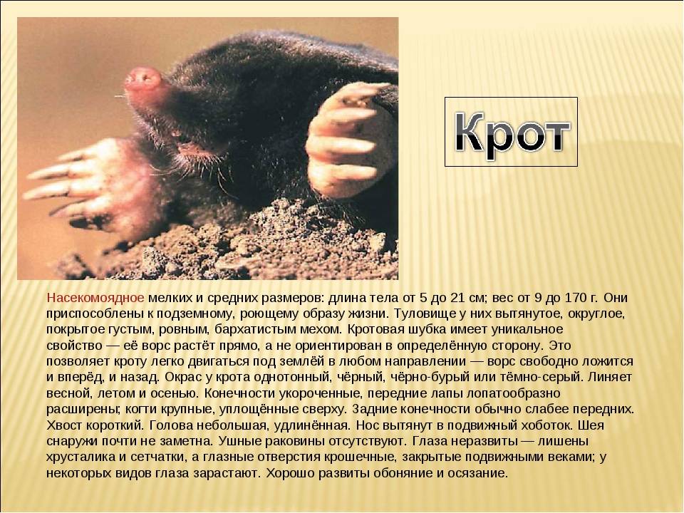 Обоняние крота. Крот. Краткая информация о кроте. Образ жизни крота.