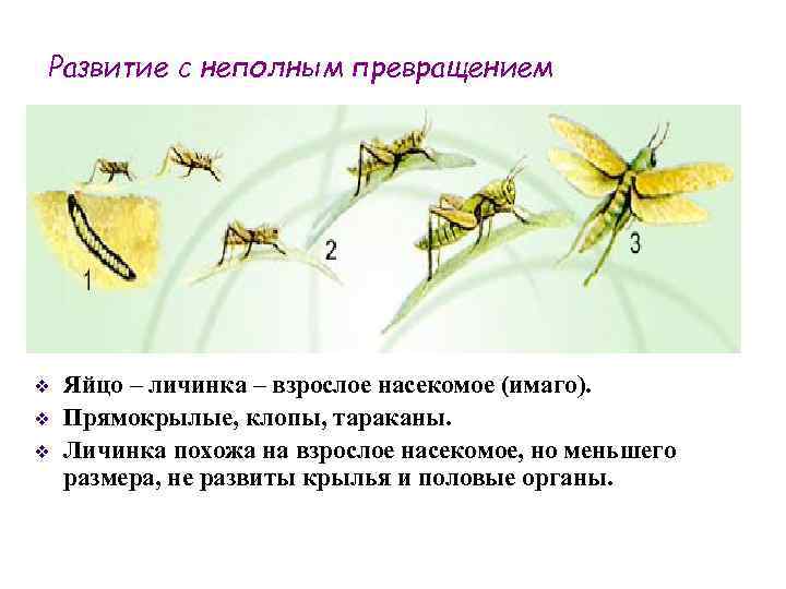 Личинки и яйца мух