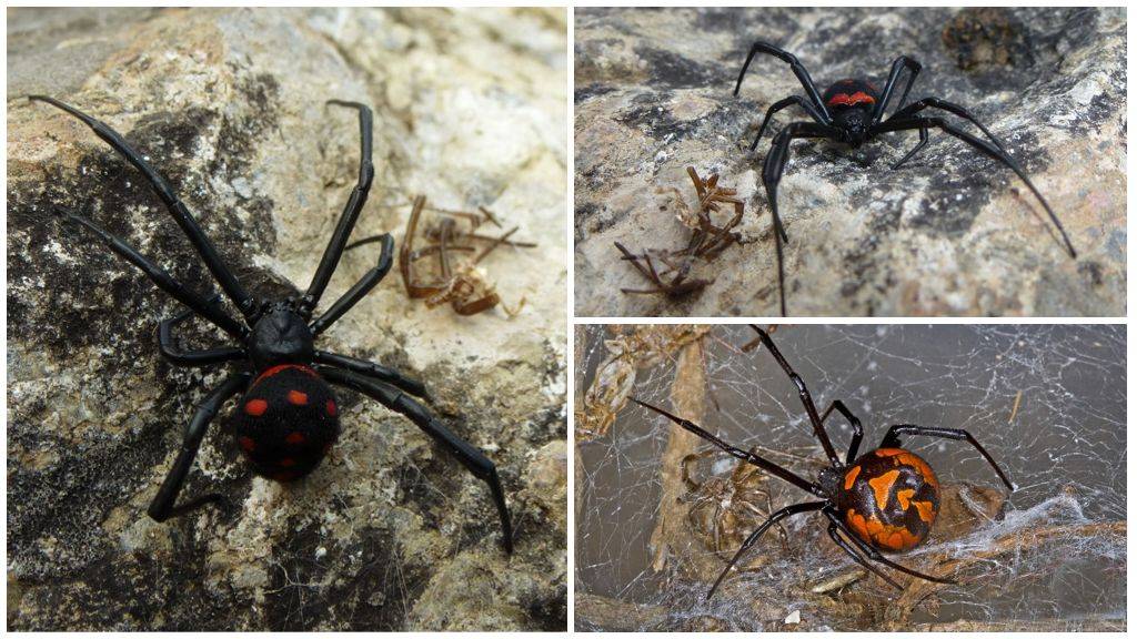 Откуда и почему под уфой появились ядовитые желтые пауки — экспертное мнение
