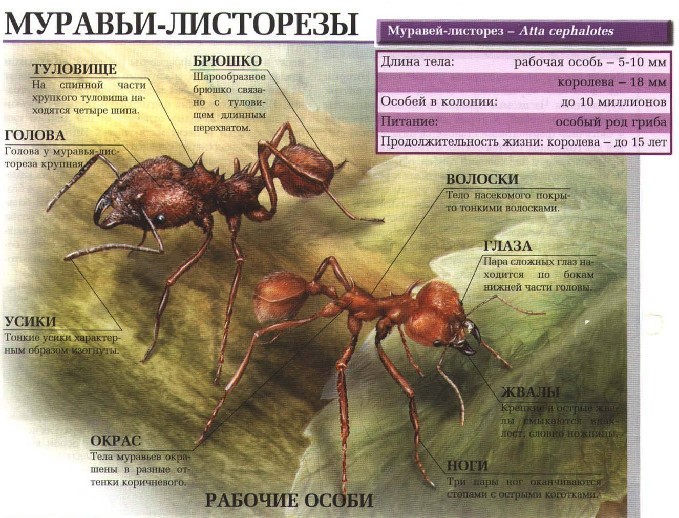 Проект «изучение жизнедеятельности муравьёв в искусственном муравейнике» (8 класс)