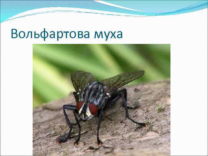 Навозная муха – фото и описание