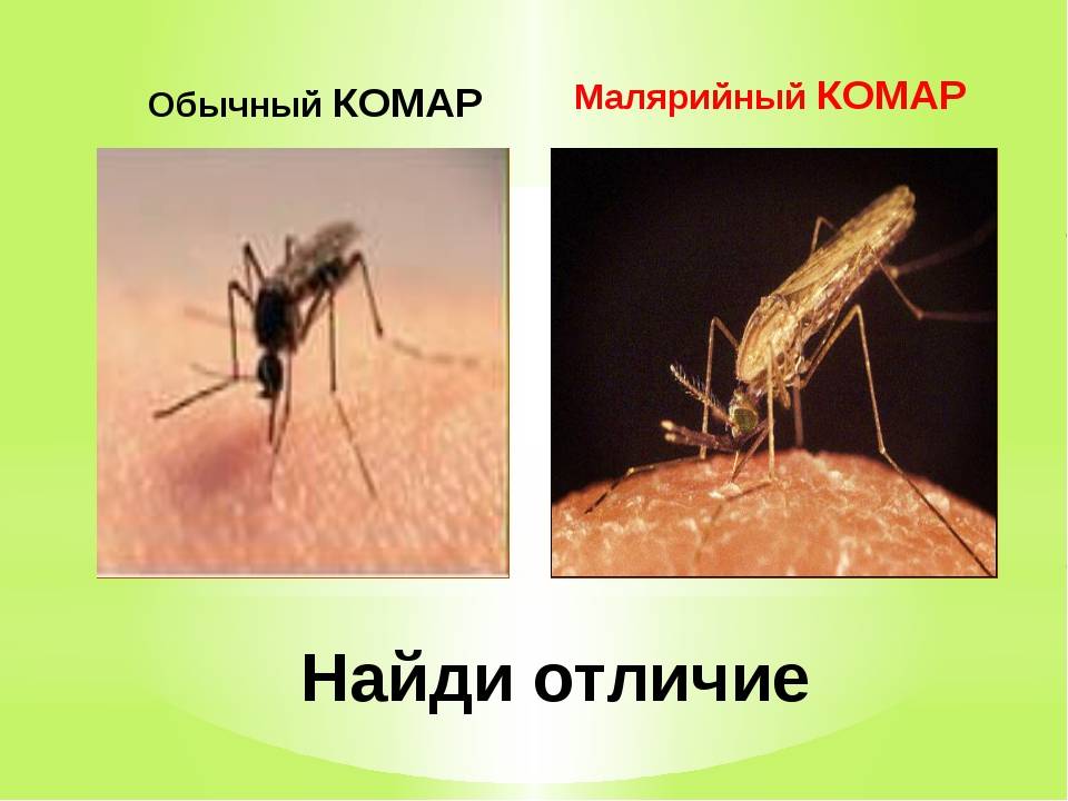 Комар как биологический вид