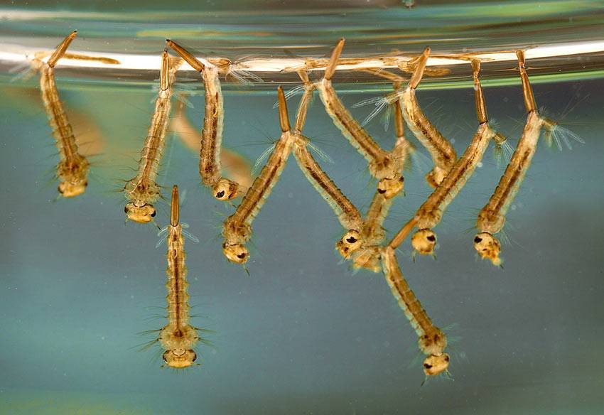 Описание и фото личинок комаров. как выглядят личинки комара в воде: строение и стадии развития