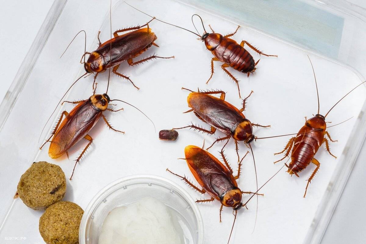 Как вредят домашние рыжие тараканы и как от них избавиться