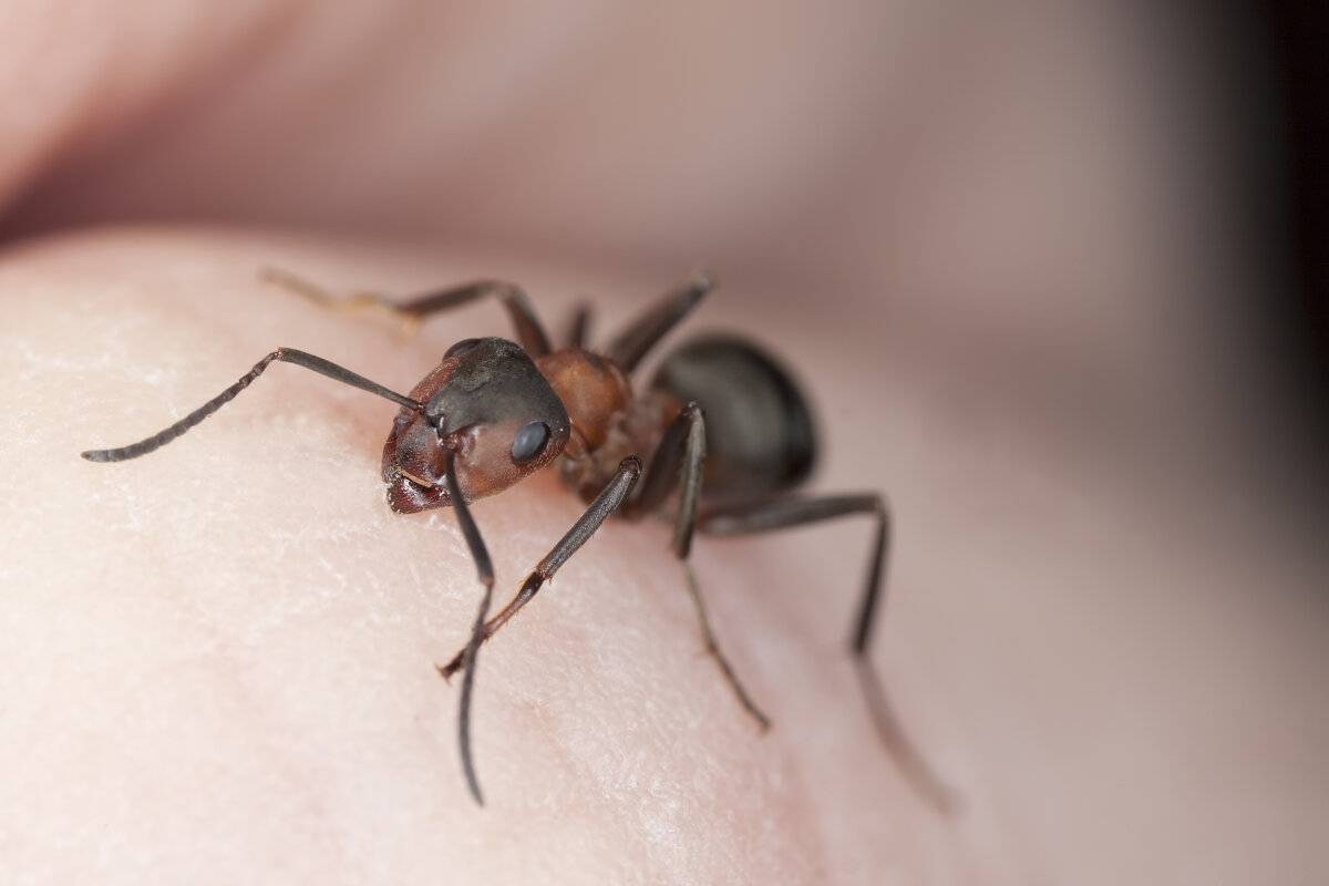 Укусы муравьев: опасность и способы предотвращения