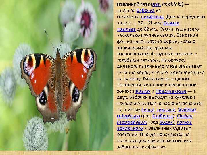 Бабочка павлиний глаз описание для детей сообщение-доклад