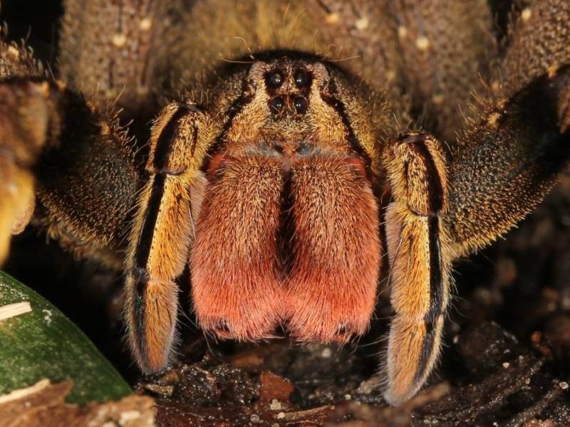 14 фактов о самом большом пауке в мире (10 фото + 1 видео + 2 гиф)