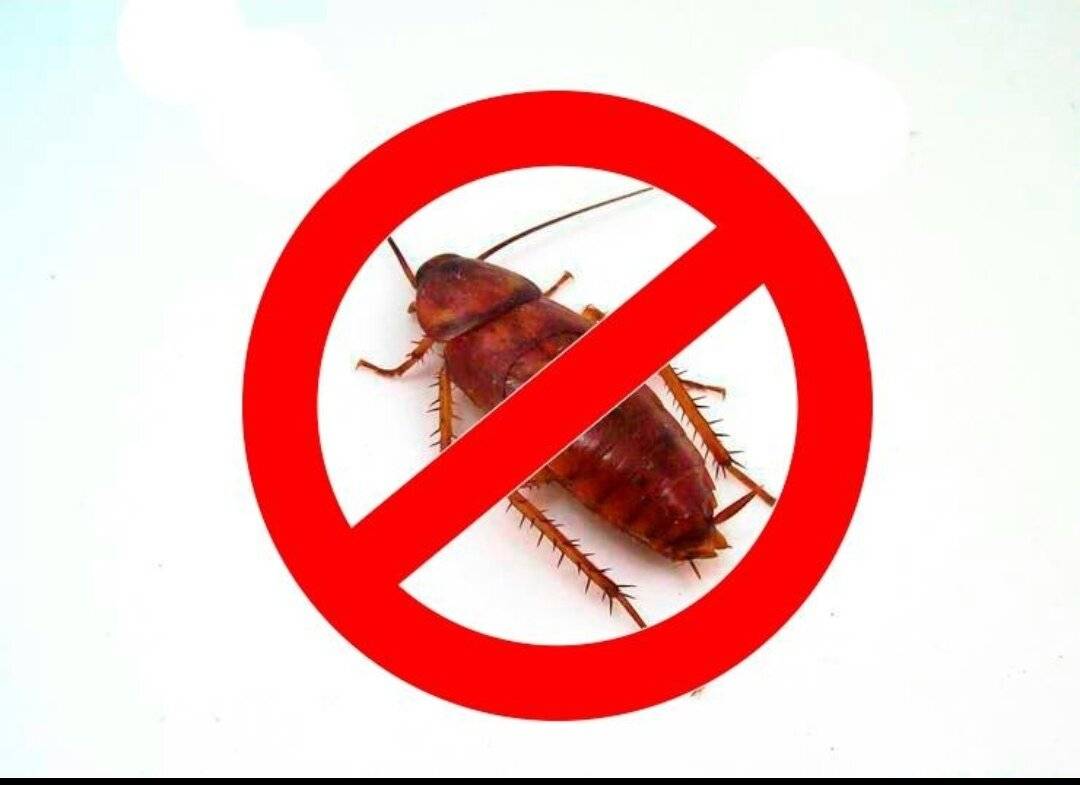 Как убить тараканов и не допустить их возвращения в квартиру?