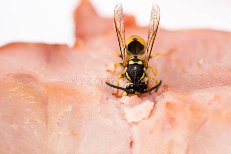 Польза и вред от ос – как поддержать добрососедские отношения между человеком и насекомыми