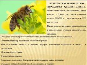 Медоносные пчёлы