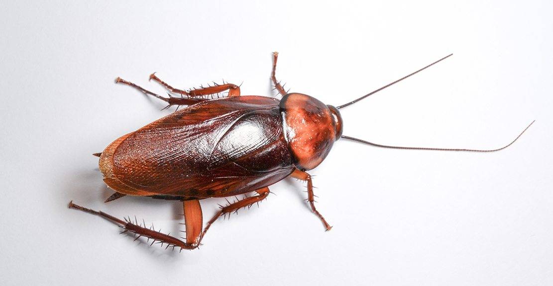 Каких видов бывают тараканы?