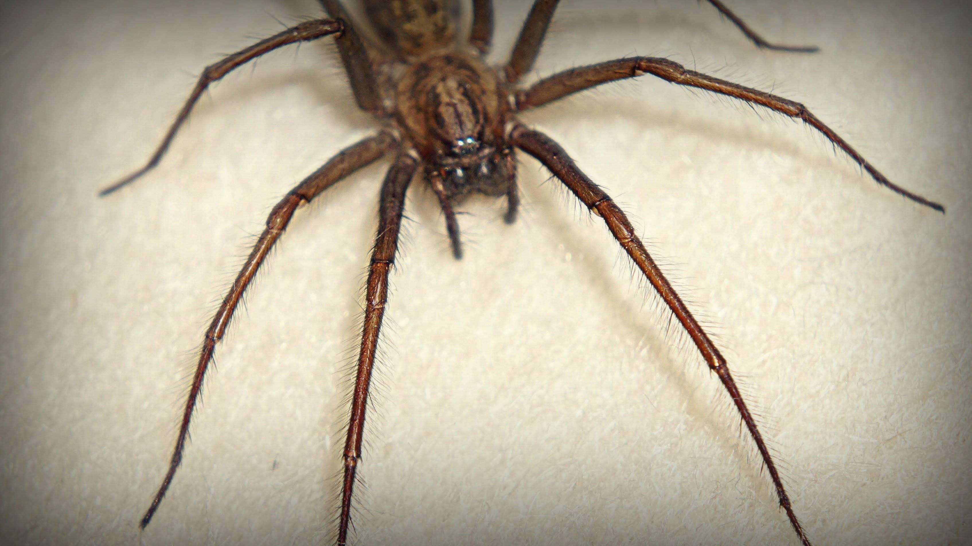Домовый паук – фото и описание, где обитает