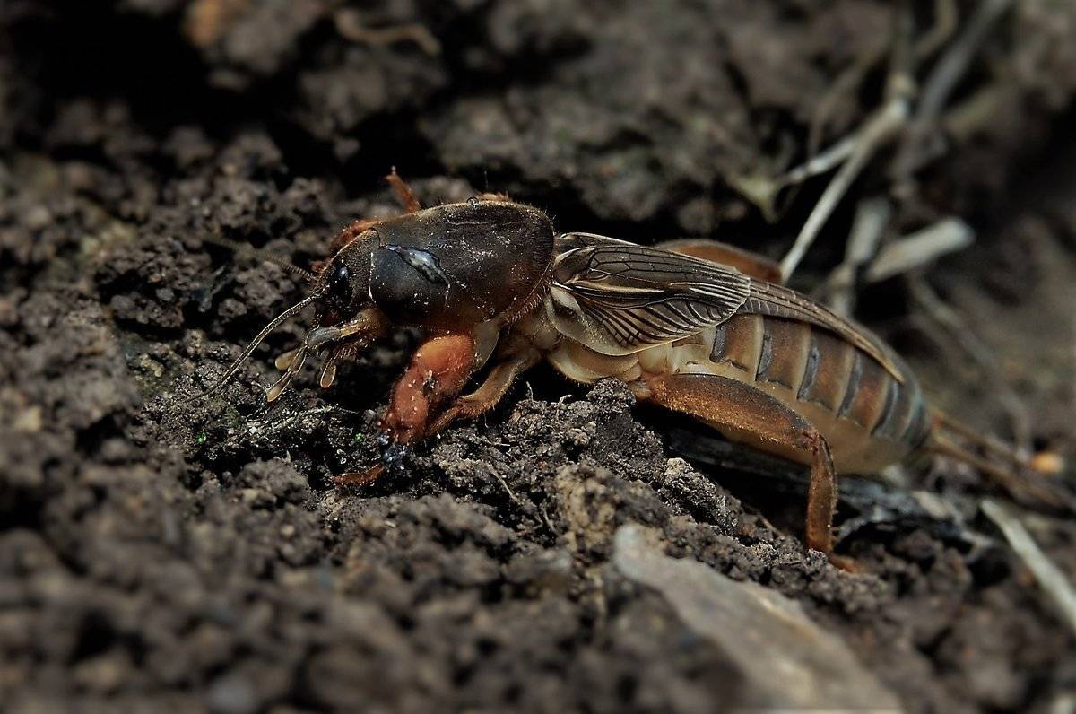 Земляные осы (фото) – эффективные методы уничтожения