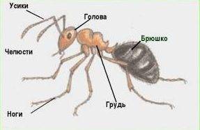 Сколько ног у муравья, отличие от паука и клеща