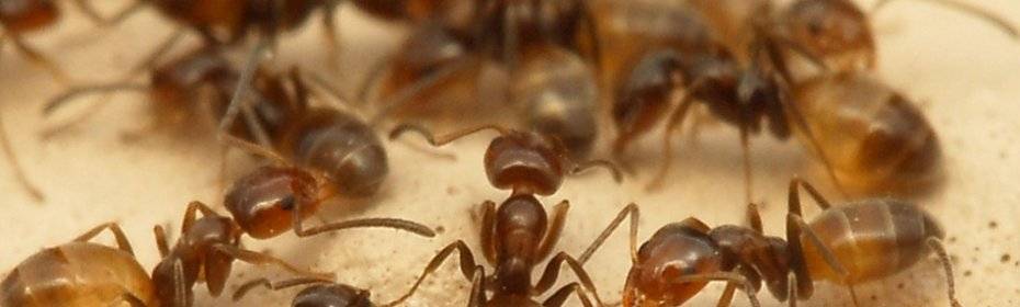 Откуда берутся муравьи в квартире и как от них избавиться: чем опасны муравьи