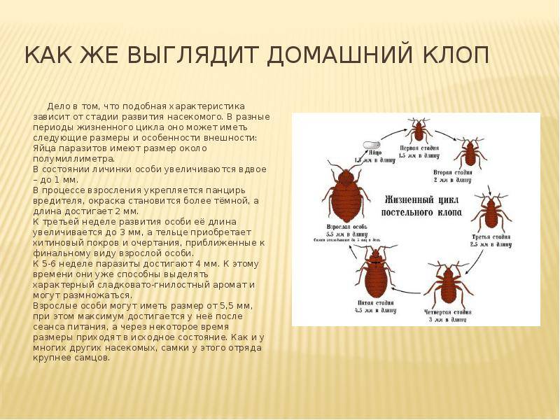 Постельные паразиты – разновидность насекомых и симптомы присутствия