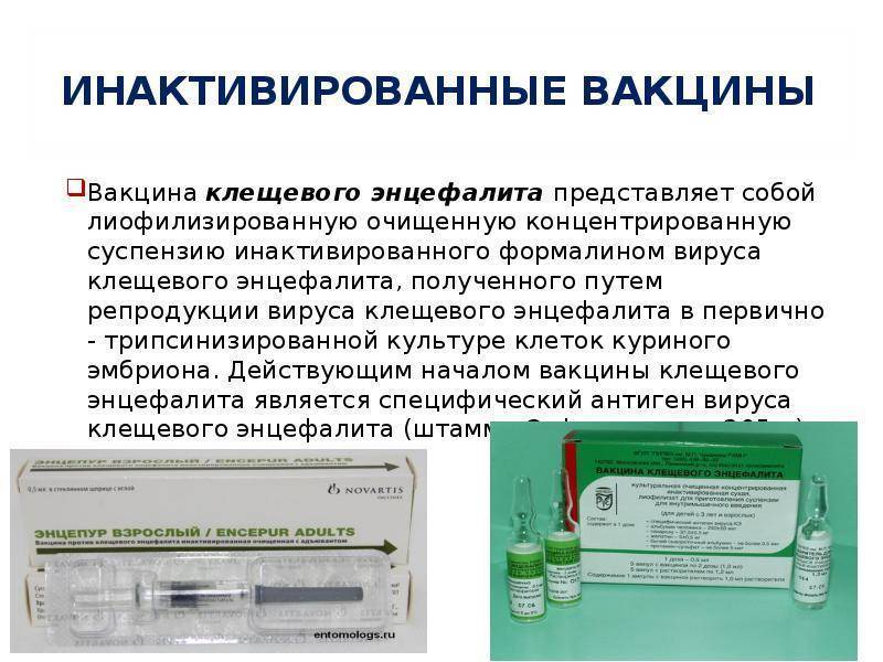 Прививка от клещевого энцефалита схема вакцинации взрослым